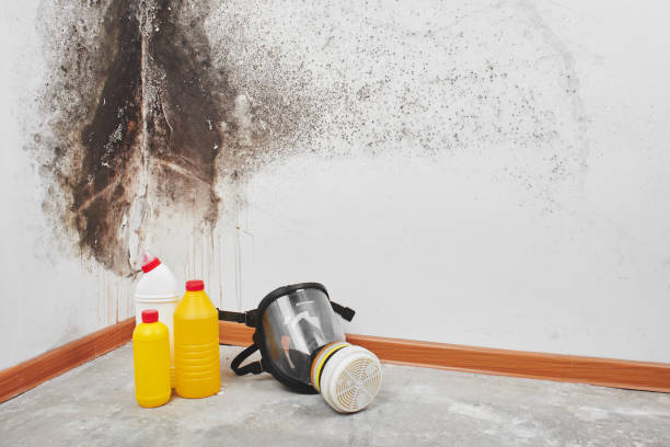 Best Emergency Mold Removal  in Beale Af, CA