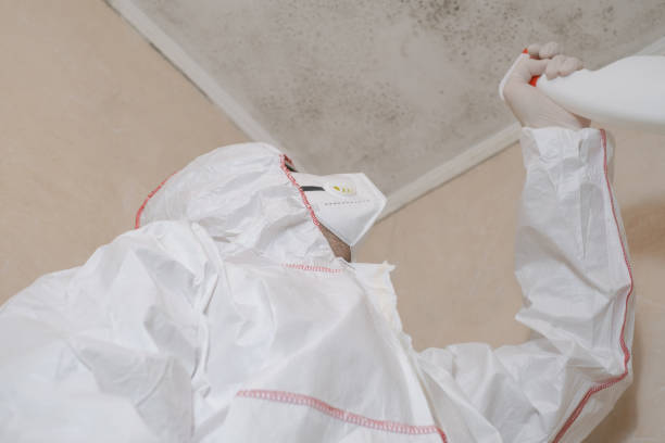 Best Mold Damage Repair  in Beale Af, CA