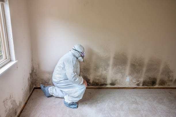 Best Local Mold Removal Service  in Beale Af, CA