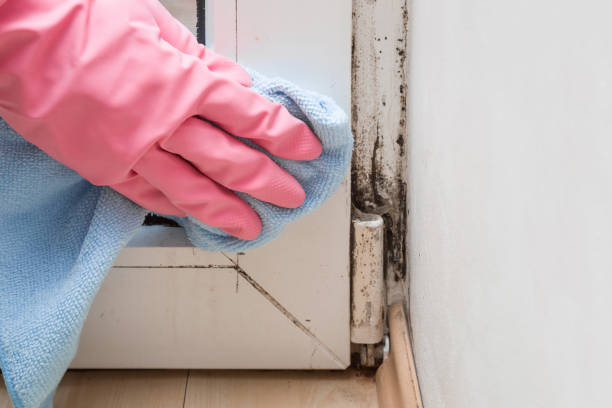 Best Attic Mold Removal  in Beale Af, CA