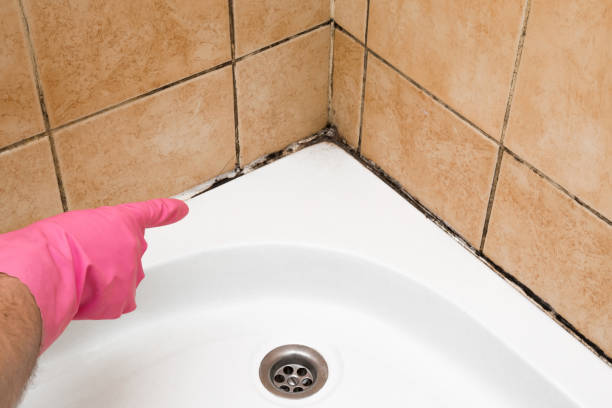 Best Affordable Mold Removal  in Beale Af, CA