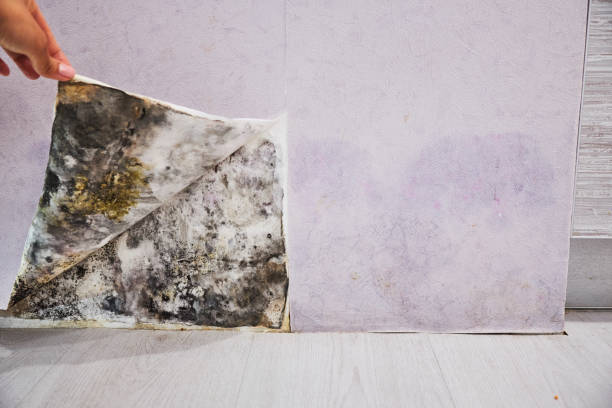Best Certified Mold Removal  in Beale Af, CA
